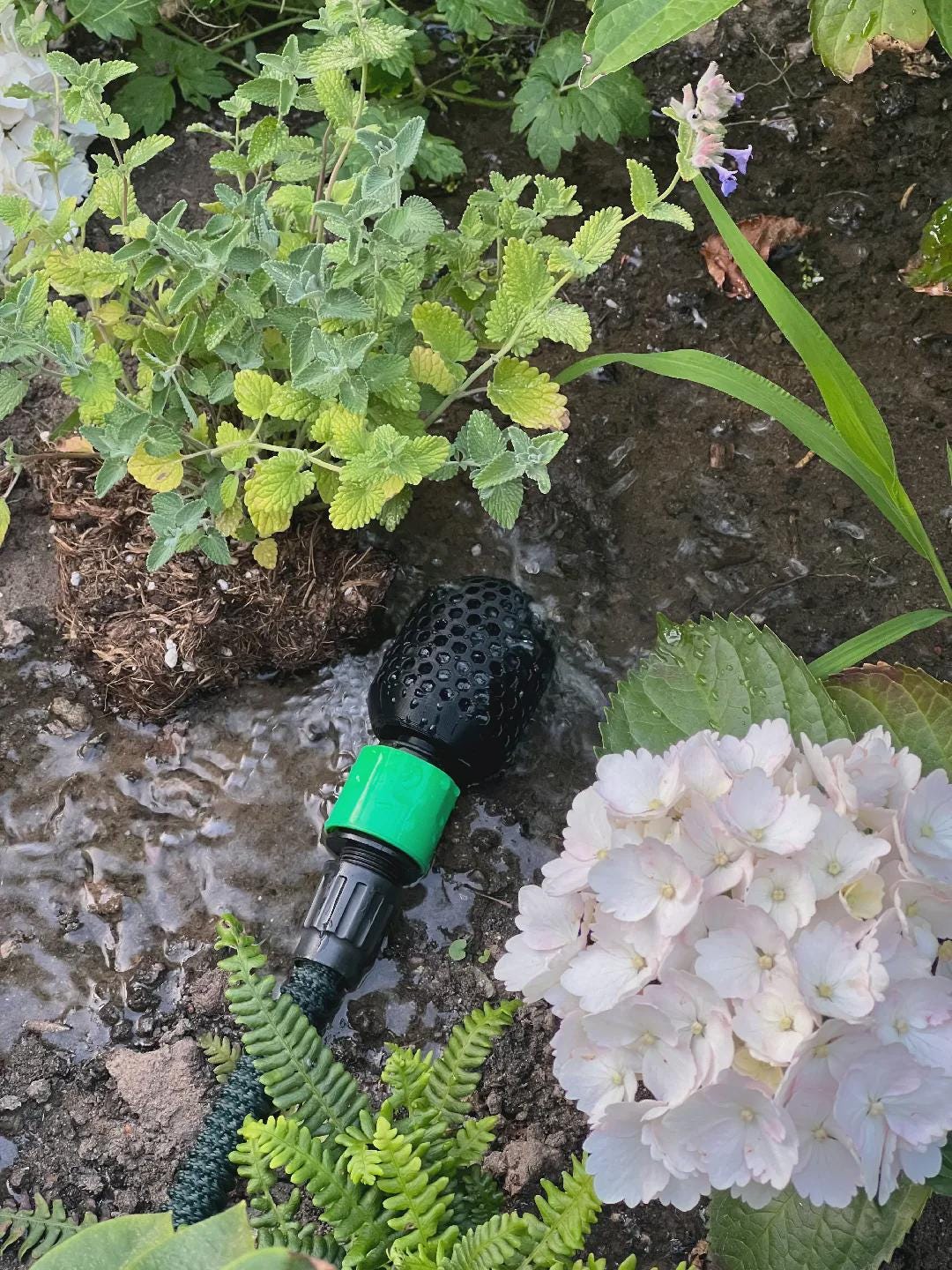 Gentle Water Hose Diffuser – Perfect for Gardening, Delicate Plants, and Seedlings